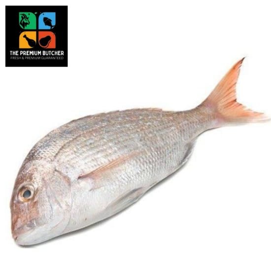 White Snapperя Without Clean Whole